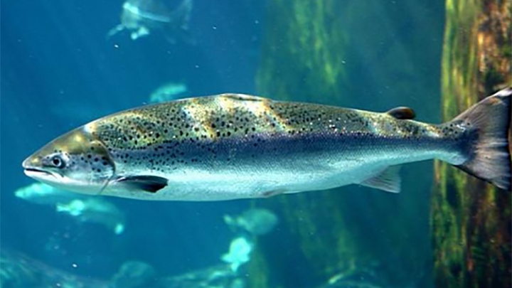 Rivi&egrave;re &agrave; saumon.