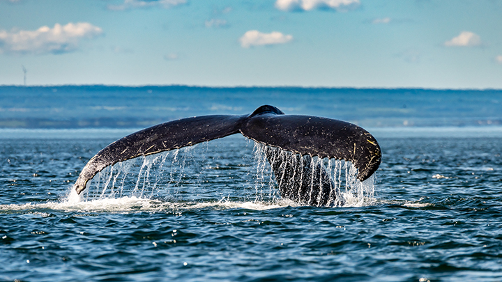 Baleine.