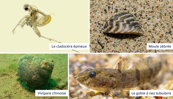 Cladoc&egrave;re &eacute;pineux, gobie &agrave; nez tubulaire, moule z&eacute;br&eacute;e et vivipare chonoise.